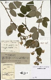 spécimen de Rubus thyrsoideus