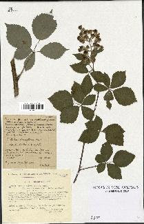 spécimen de Rubus thyrsoideus