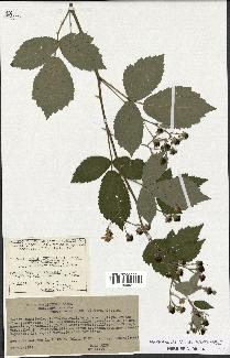 spécimen de Rubus thyrsoideus