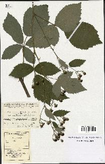 spécimen de Rubus thyrsoideus