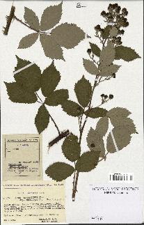 spécimen de Rubus thyrsoideus