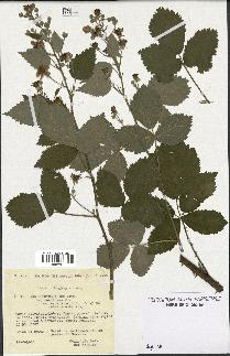 spécimen de Rubus thyrsoideus