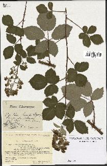 spécimen de Rubus thyrsoideus
