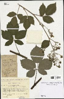 spécimen de Rubus thyrsoideus
