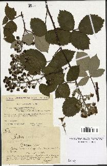 spécimen de Rubus thyrsoideus