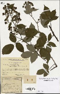 spécimen de Rubus thyrsoideus