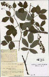 spécimen de Rubus thyrsoideus