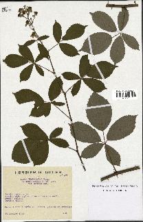 spécimen de Rubus thyrsoideus