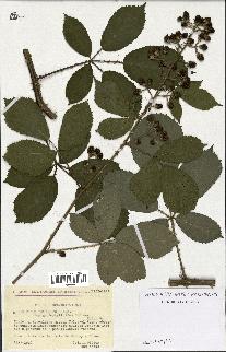 spécimen de Rubus thyrsoideus