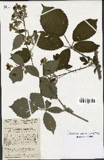 spécimen de Rubus thyrsoideus