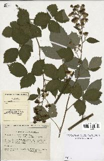 spécimen de Rubus thyrsoideus