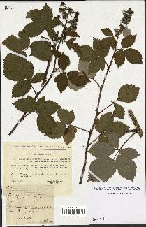 spécimen de Rubus thyrsoideus