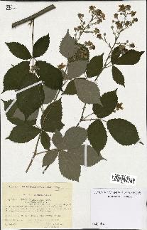 spécimen de Rubus thyrsoideus