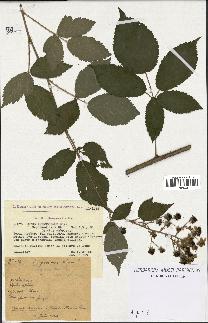 spécimen de Rubus thyrsoideus