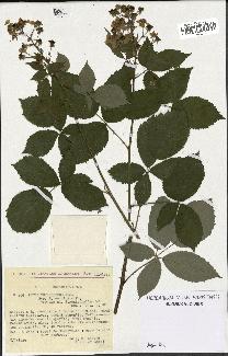 spécimen de Rubus thyrsoideus