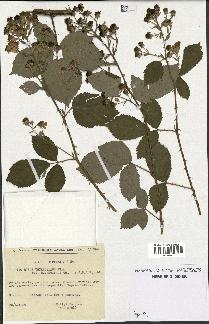 spécimen de Rubus thyrsoideus