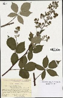 spécimen de Rubus thyrsoideus