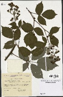 spécimen de Rubus thyrsoideus