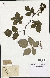 spécimen de Rubus propinquus