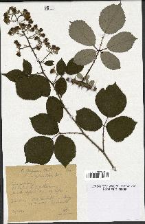 spécimen de Rubus propinquus