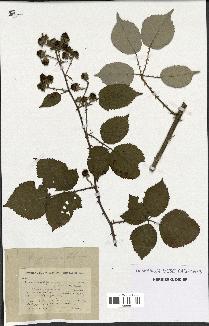 spécimen de Rubus propinquus