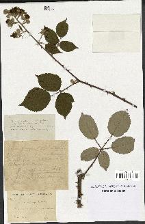 spécimen de Rubus propinquus