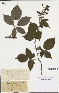 spécimen de Rubus thyrsanthus