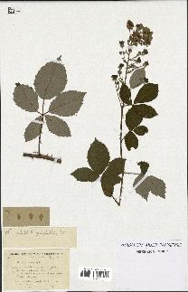 spécimen de Rubus goniophylloides