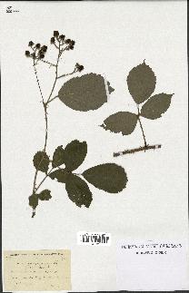 spécimen de Rubus goniophyllus