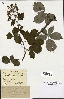 spécimen de Rubus goniophyllus