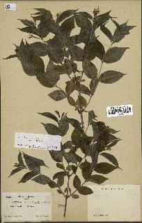 spécimen de Diervilla lonicera