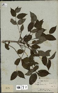 spécimen de Diervilla lonicera