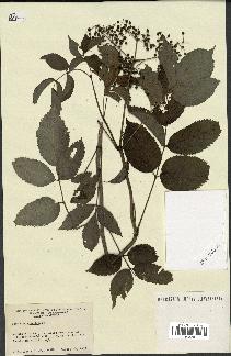 spécimen de Sambucus canadensis