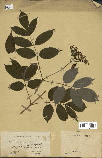 spécimen de Sambucus canadensis