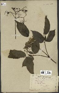 spécimen de Sambucus canadensis