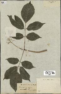 spécimen de Sambucus canadensis