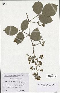 spécimen de Rubus apiculatus