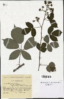 spécimen de Rubus micans