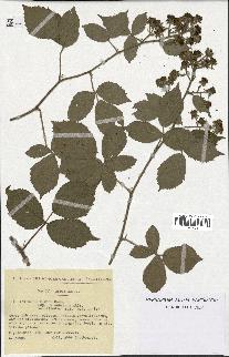 spécimen de Rubus micans