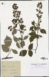 spécimen de Rubus micans