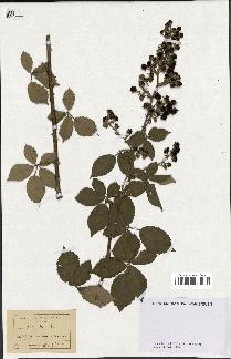 spécimen de Rubus tomentosus