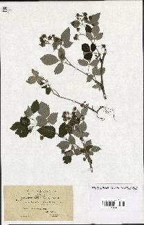 spécimen de Rubus idaeus