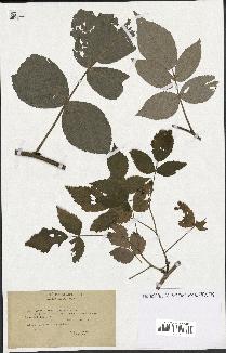 spécimen de Rubus idaeus