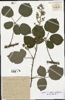 spécimen de Rubus conspicuus