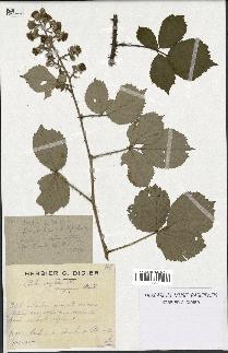 spécimen de Rubus conspicuus