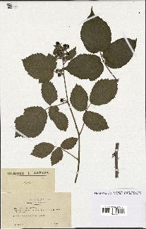 spécimen de Rubus hebecaulis