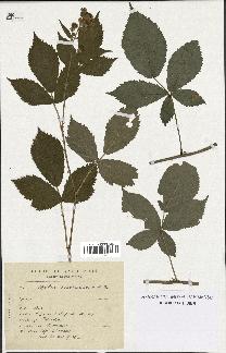 spécimen de Rubus constrictus