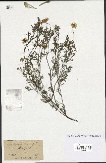 spécimen de Anthemis arvensis