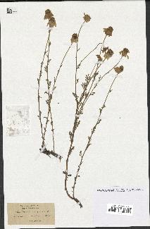 spécimen de Anthemis arvensis