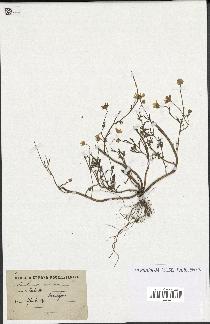 spécimen de Anthemis arvensis
